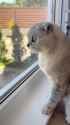 VID- new cat b8_thumb.jpg