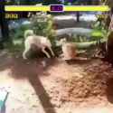 street fighter dog vs cat_thumb.jpg