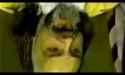 charlesmanson_thumb.jpg