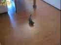 kitten_vac_thumb.jpg