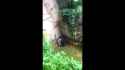 HARAMBE： SHOOTING STAR MEME {MUST WATCH} [4omS6hLmaFE]_thumb.jpg