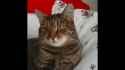 Cat Transcendence Shooting Star [ZYI-wwY_SE0]_thumb.jpg