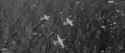 Varan.the.Unbelievable.1958_thumb.jpg