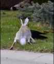bunni_thumb.jpg
