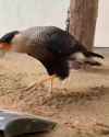 shovel bird_thumb.jpg