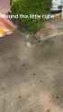#cat #catsofinstagram #catlover #reels_thumb.jpg