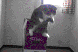 cat-top