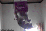 cat-bottom