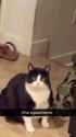 metal_1746563580_3626760545439021234_10751421054_thumb.jpg