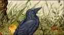 Raven_thumb.jpg