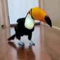 toucan dance_thumb.jpg