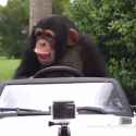 monkeycars_thumb.jpg