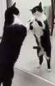 mirror cat_thumb.jpg