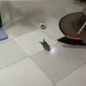 cat stroll_thumb.jpg
