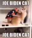 Joe Biden cat_thumb.jpg