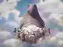 washthesnorp_1_thumb.jpg