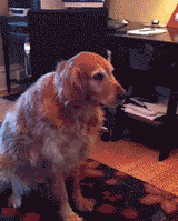 dog-socks-throw