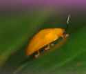 bug pop noises_thumb.jpg