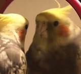 bird mirror