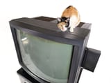 Top_of_Sony_PVM-4300_(KX-45ED1)_with_cat