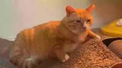 nat_1675086804505581_thumb.jpg