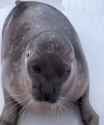 fish of conscoiusness_thumb.jpg