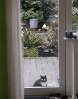 very excited cat
