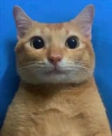 Thread 1530588 OP Image