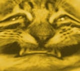 golden lelm cat