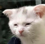 cat tired (copy)