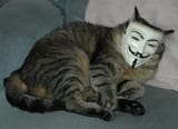 CAT (ANONYMOUS)