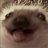 1731691499518175