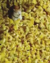 Thread 1532840 OP Image