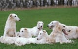 borzoifield
