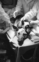 Bundesarchiv_Bild_183-61478-0004,_Kopftransplantation_durch_Physiologen_Demichow