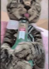 cat rough week