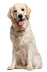 Dog-PNG-File