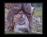 nasa cucks