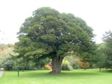 Thousand-year-old_yew_tree_-_geograph.org.uk_-_1011057