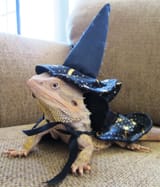 wizard