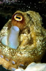 pus