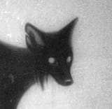 shadowfox
