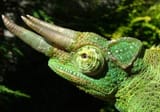 jacksons-chameleon
