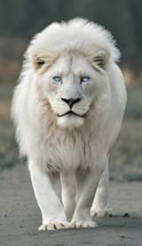 WhiteLion