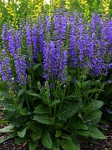 salvia