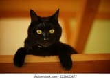black-cat-looking-down-wooden-260nw-2226622677-1035741669