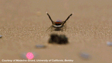 Peacock spider