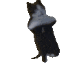 9954-breakdancing-cat