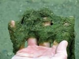 PondScum