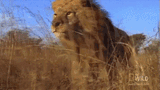 lion-running
